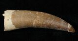 Fossil Plesiosaur Tooth #16137-1